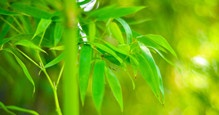 鲜竹叶中叶绿素的超声波萃取